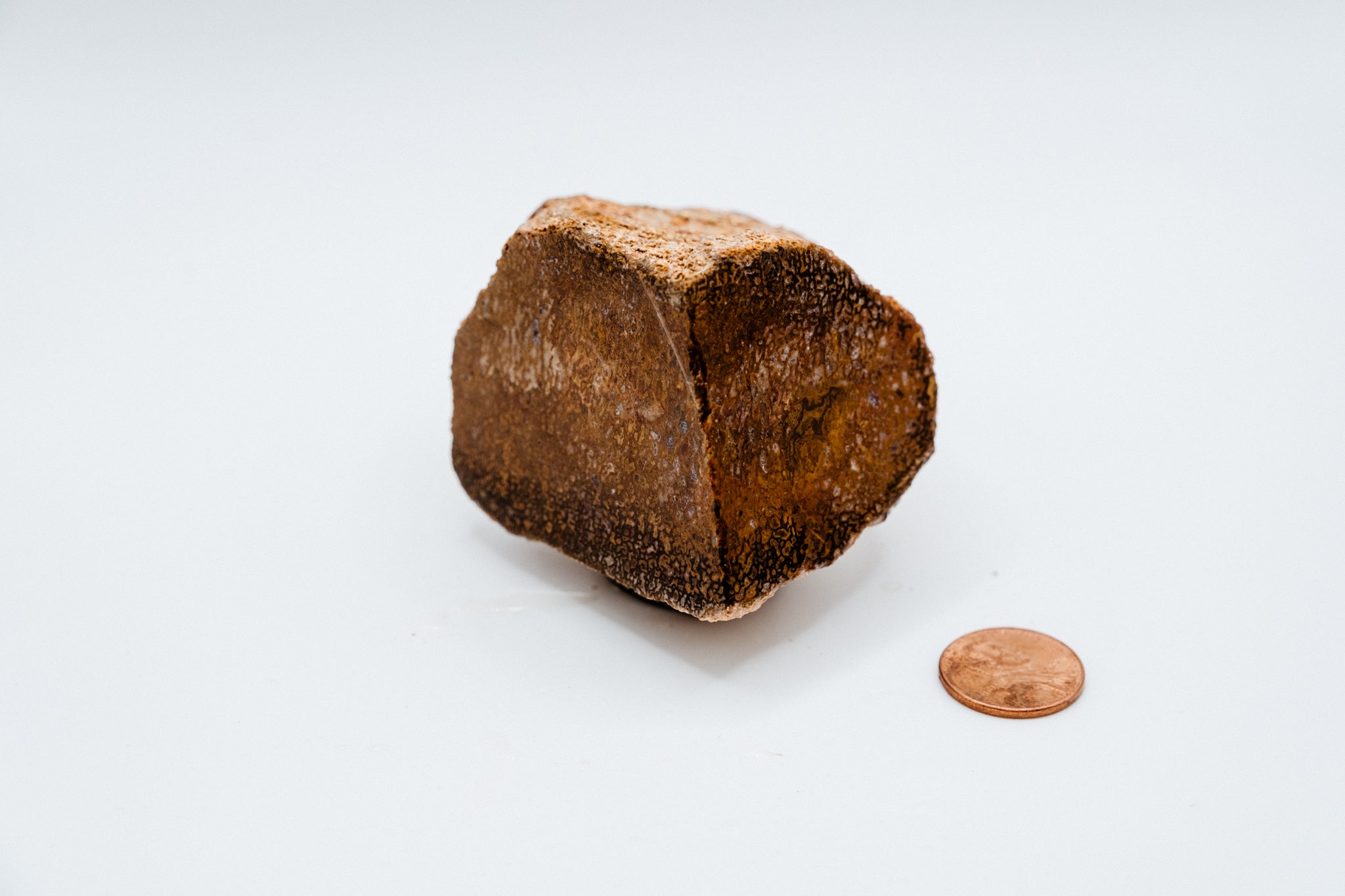 Red & Blue Dinosaur Bone (222g)