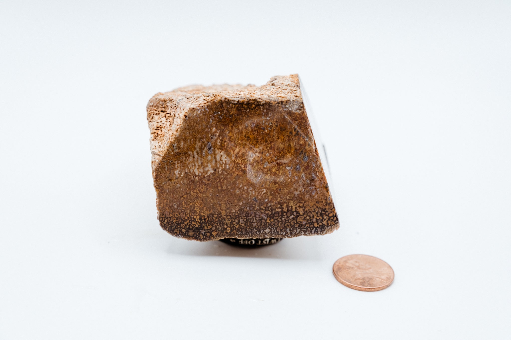 Red & Blue Dinosaur Bone (222g)