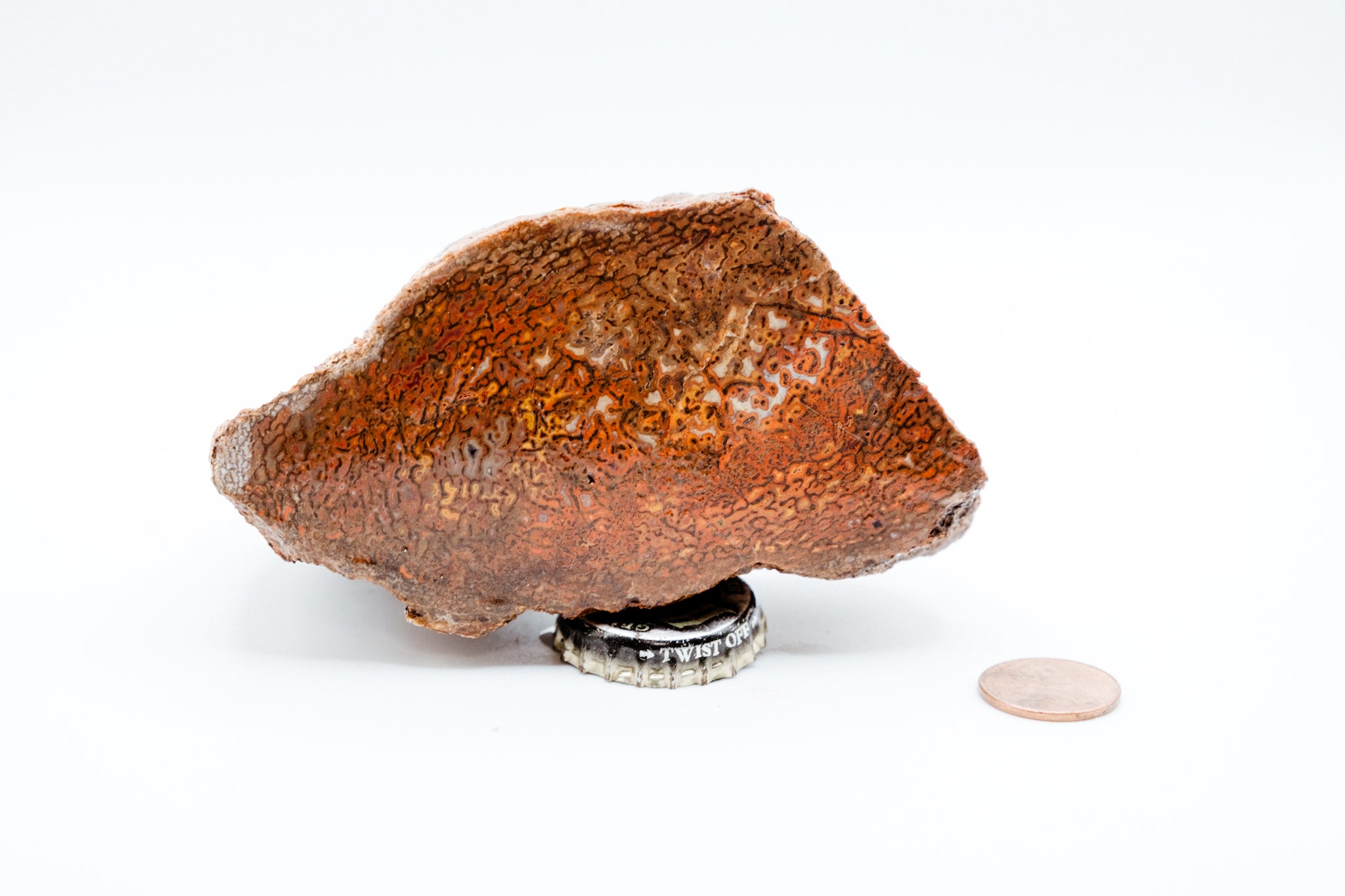 Red, Yellow & White Dinosaur Bone (348g)