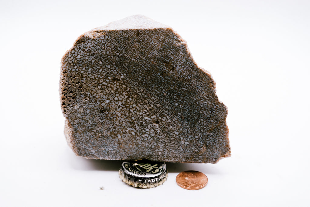 Blue & White Dinosaur Bone (519g)