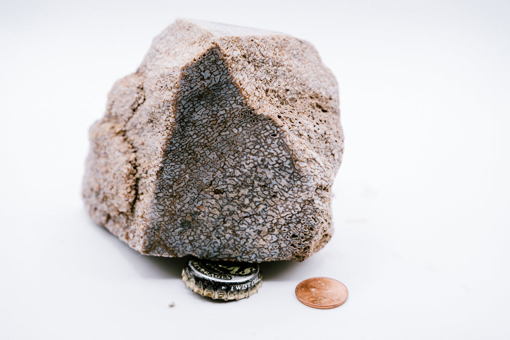 Blue & White Dinosaur Bone (519g)