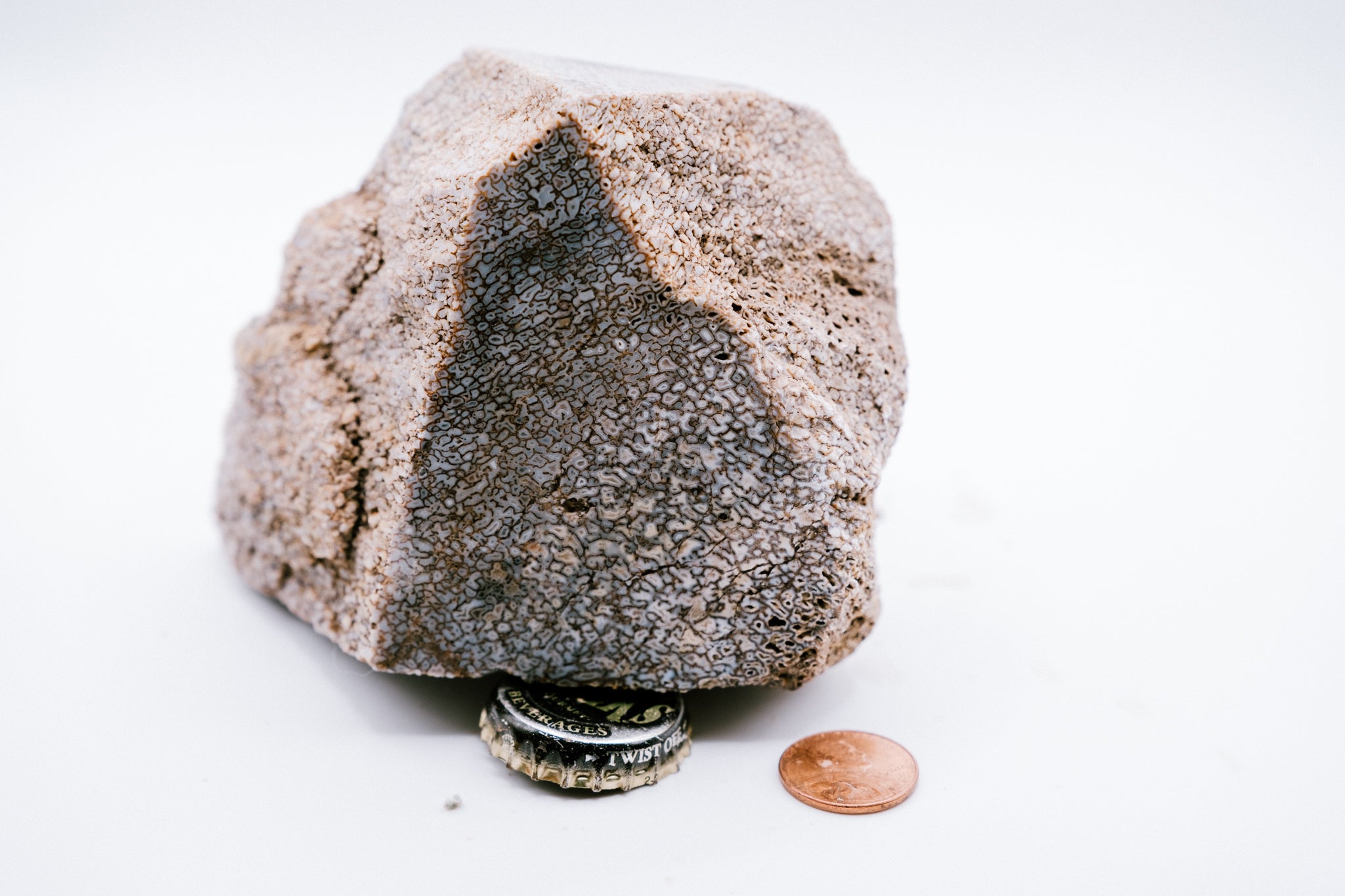 Blue & White Dinosaur Bone (519g)