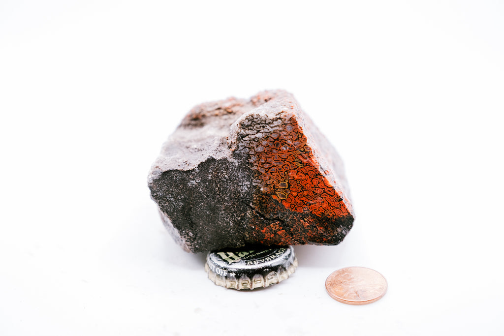 Red & White Dinosaur Bone (211g)