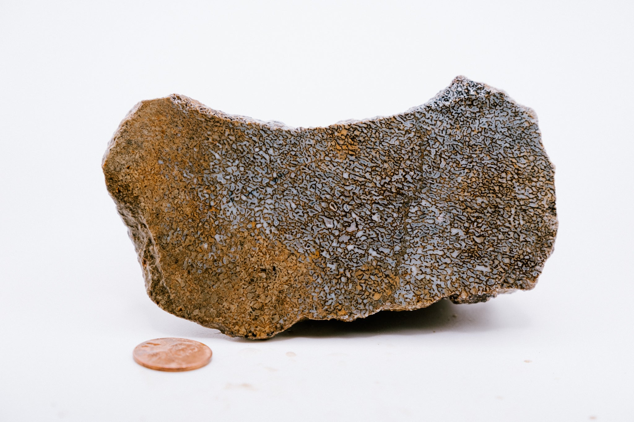 Yellow, Blue & White Dinosaur Bone (190g)